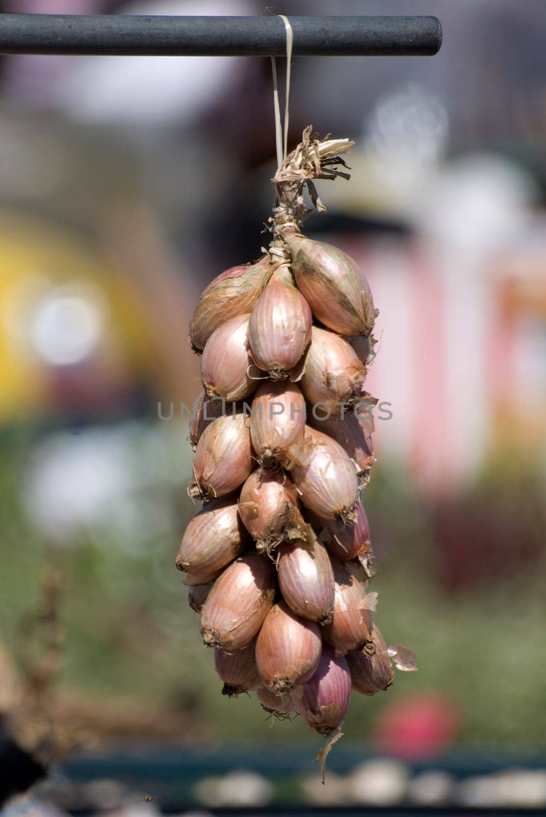 Bunch of onionsq