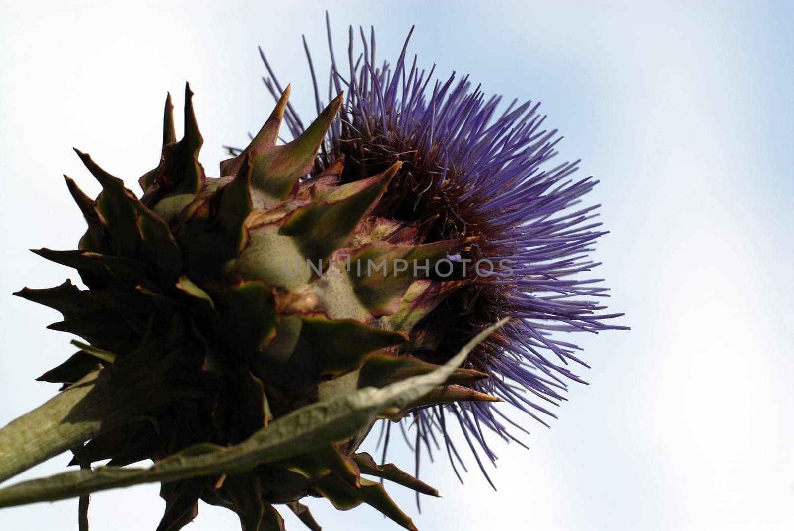 Thistle,Thistle
