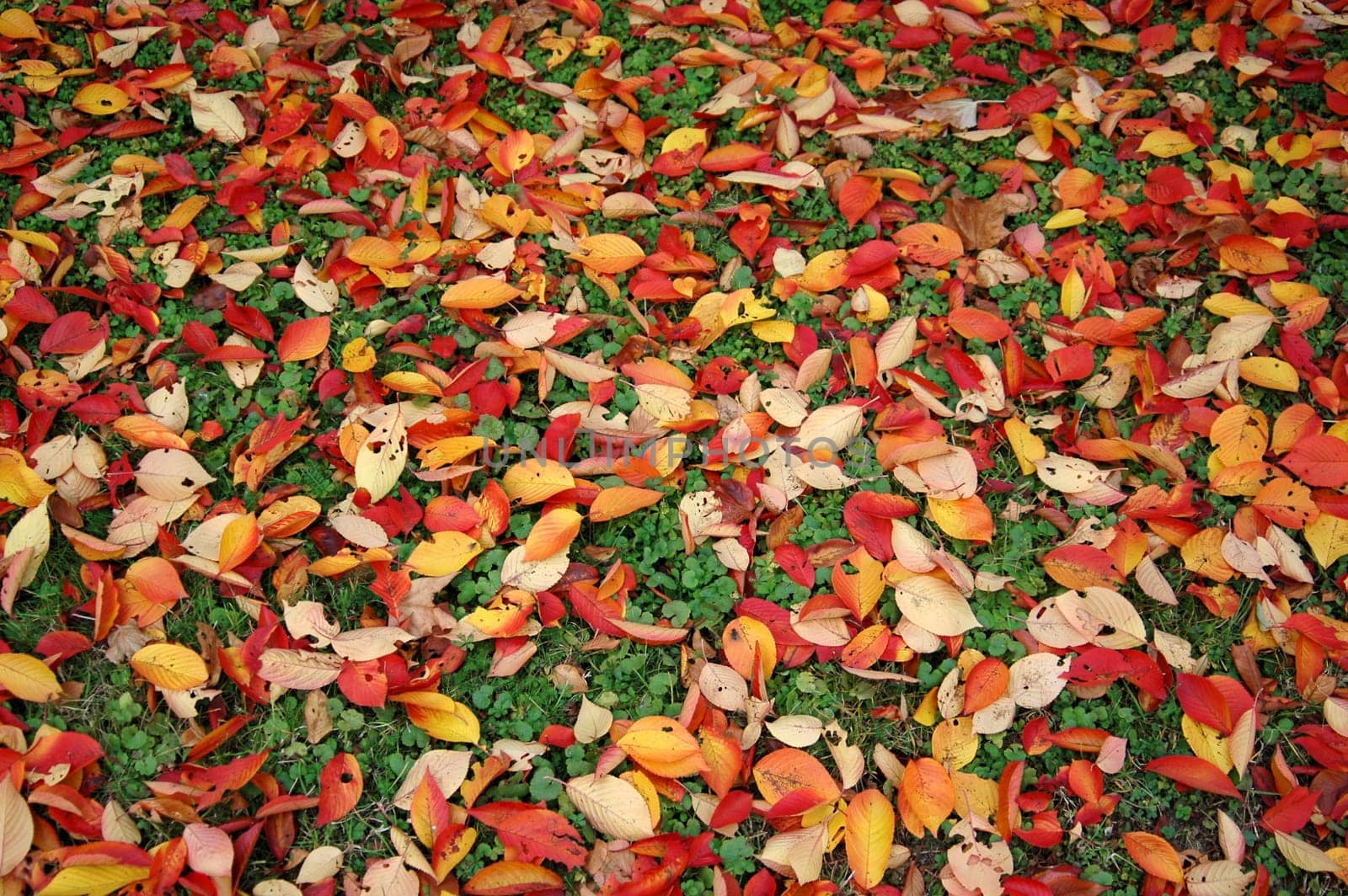 Autumn 9