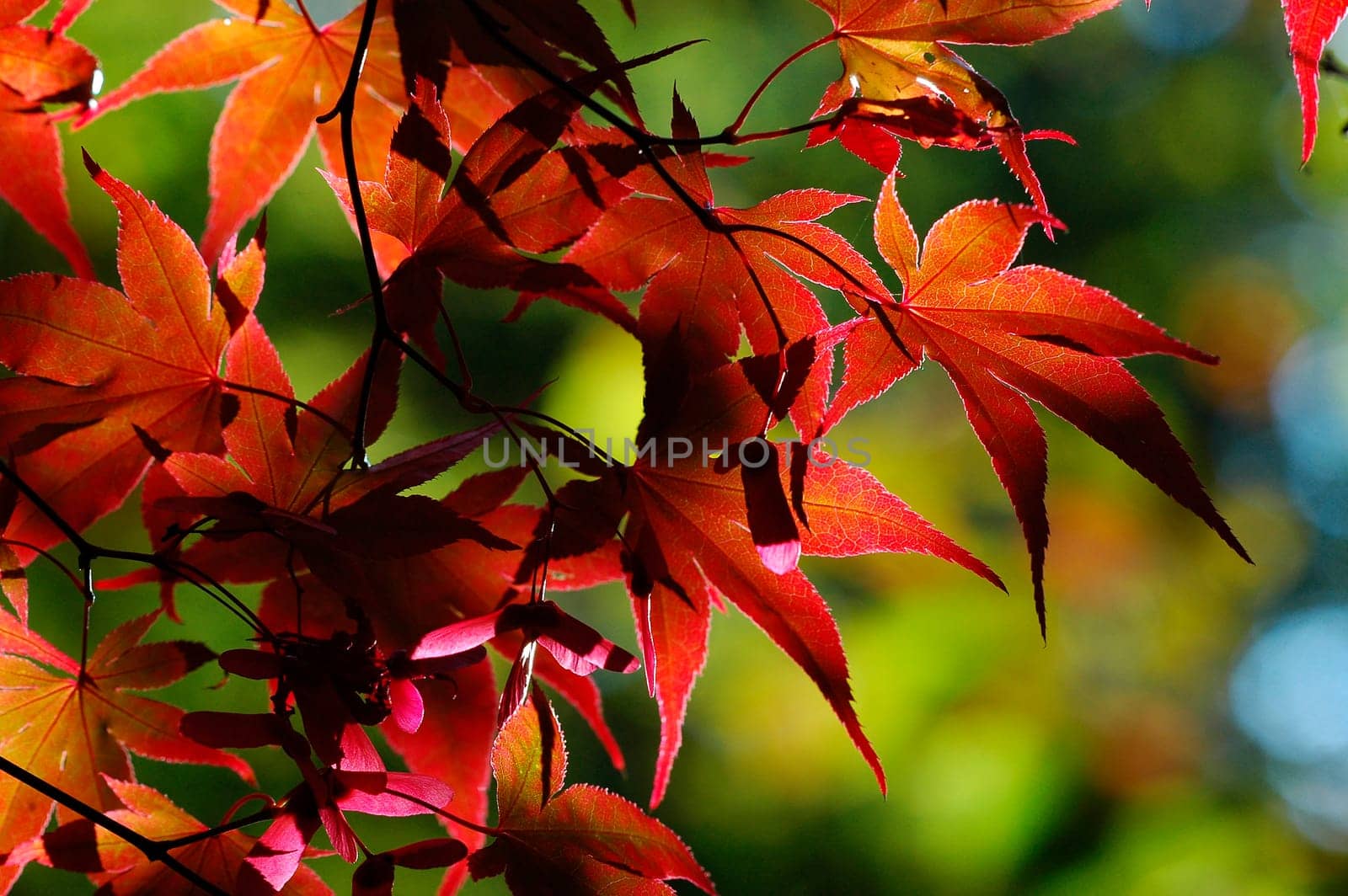 Autumn 7
