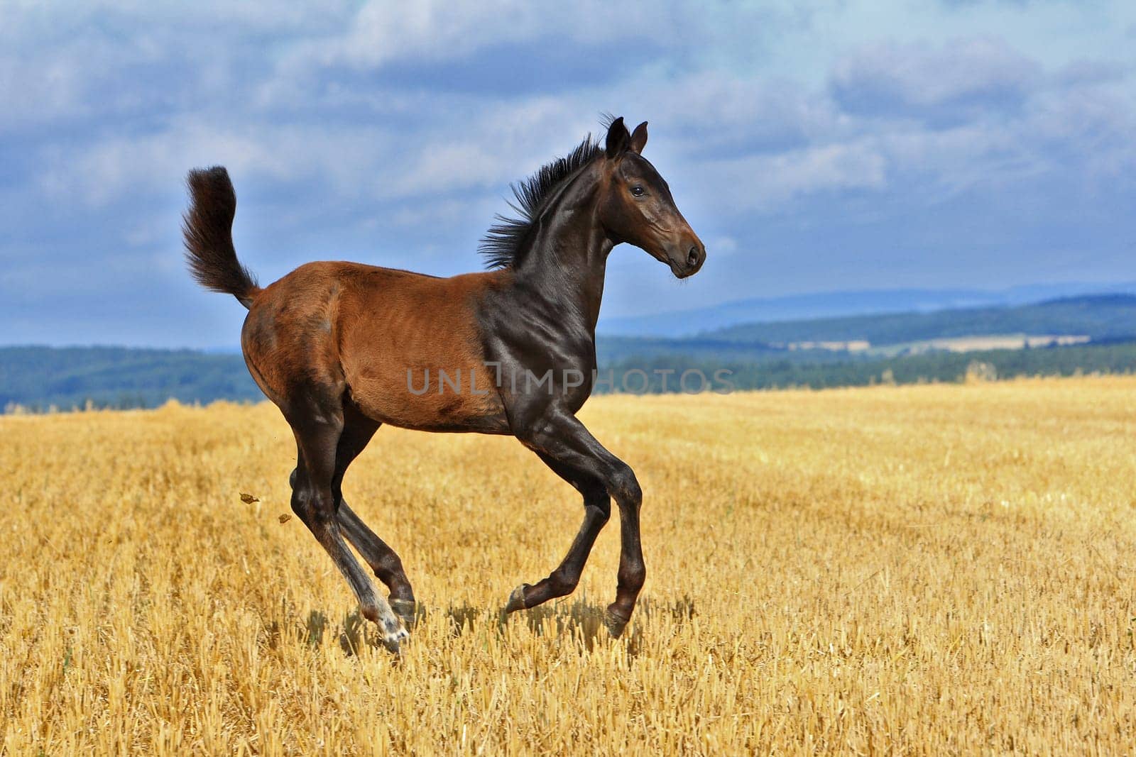 Elite Foals