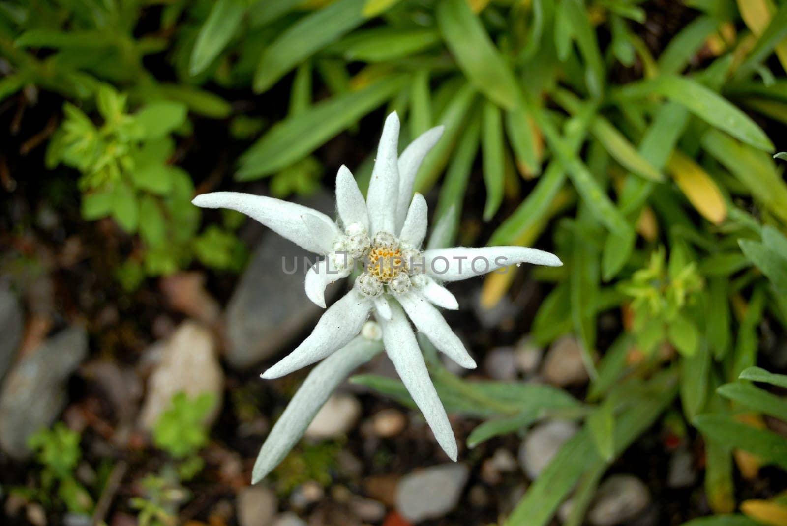 edelweiss