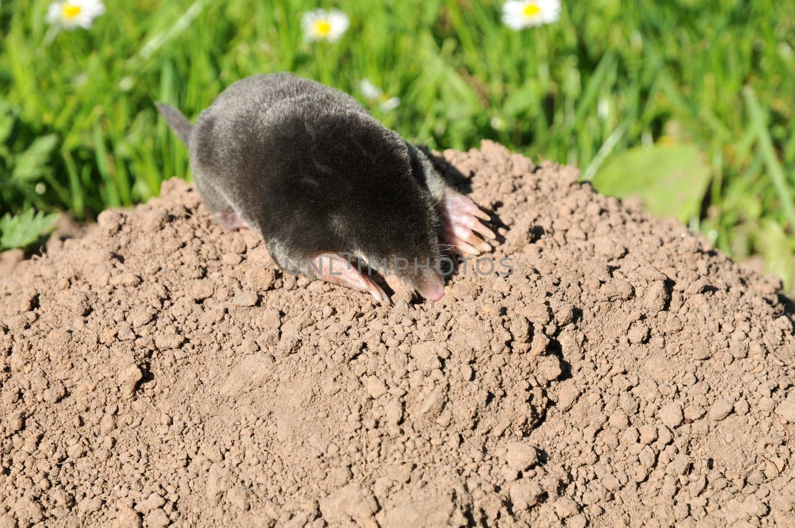 The European mole.