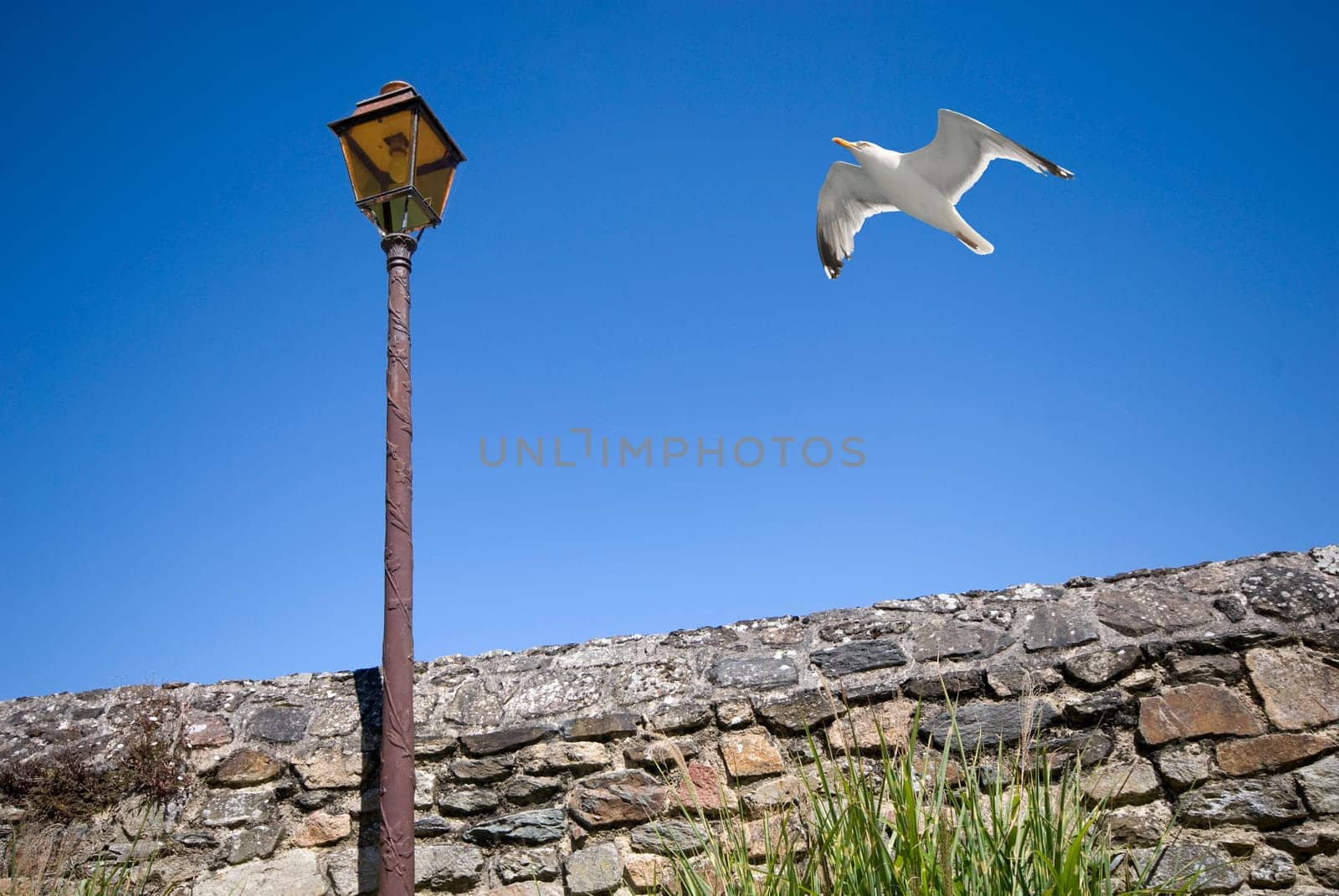 Seagull and lantern