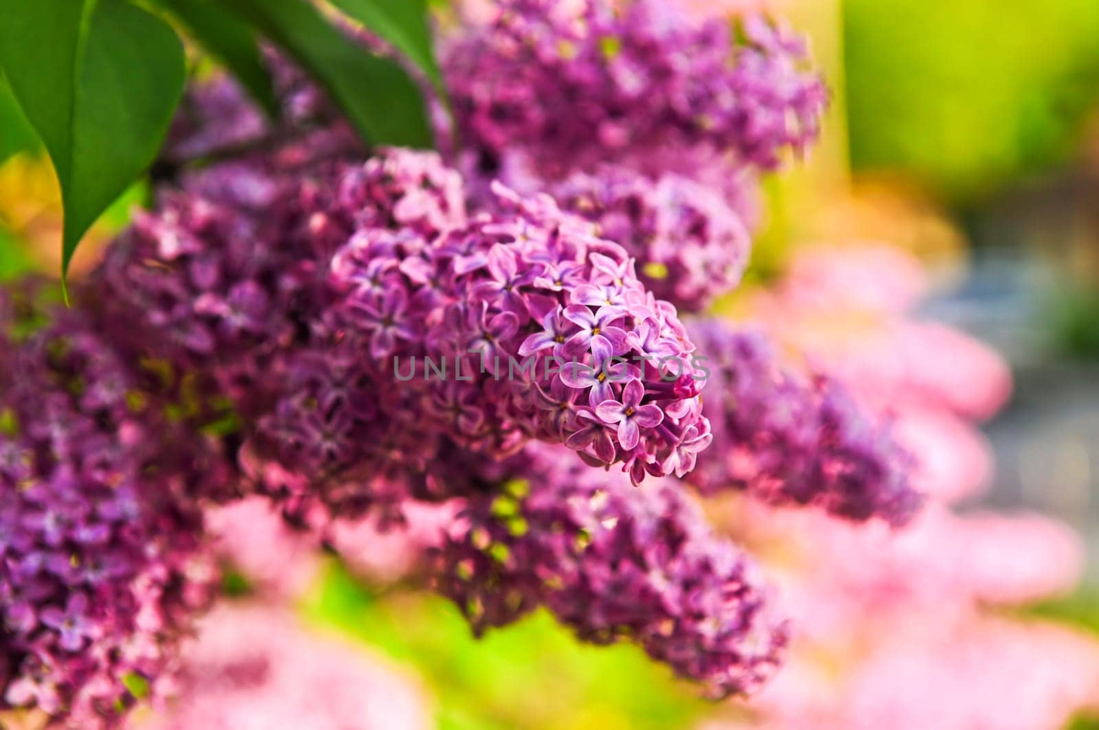 Lilac