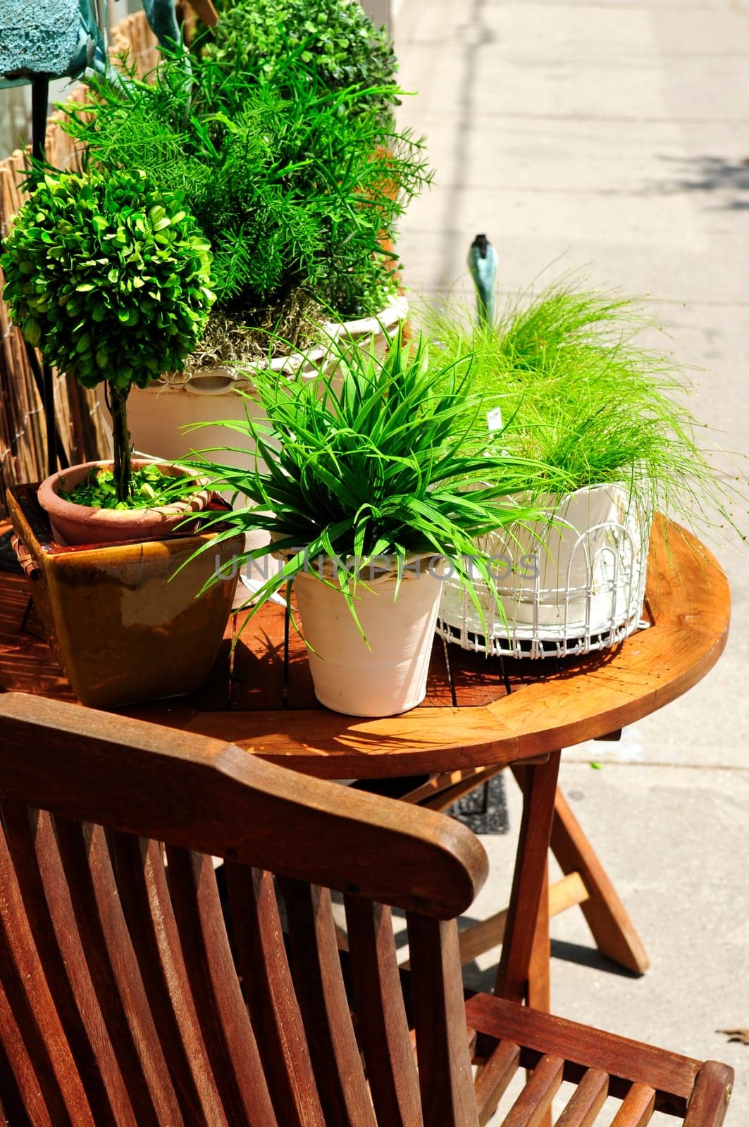 Potted green plants