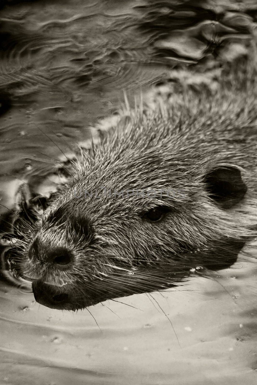 Beaver