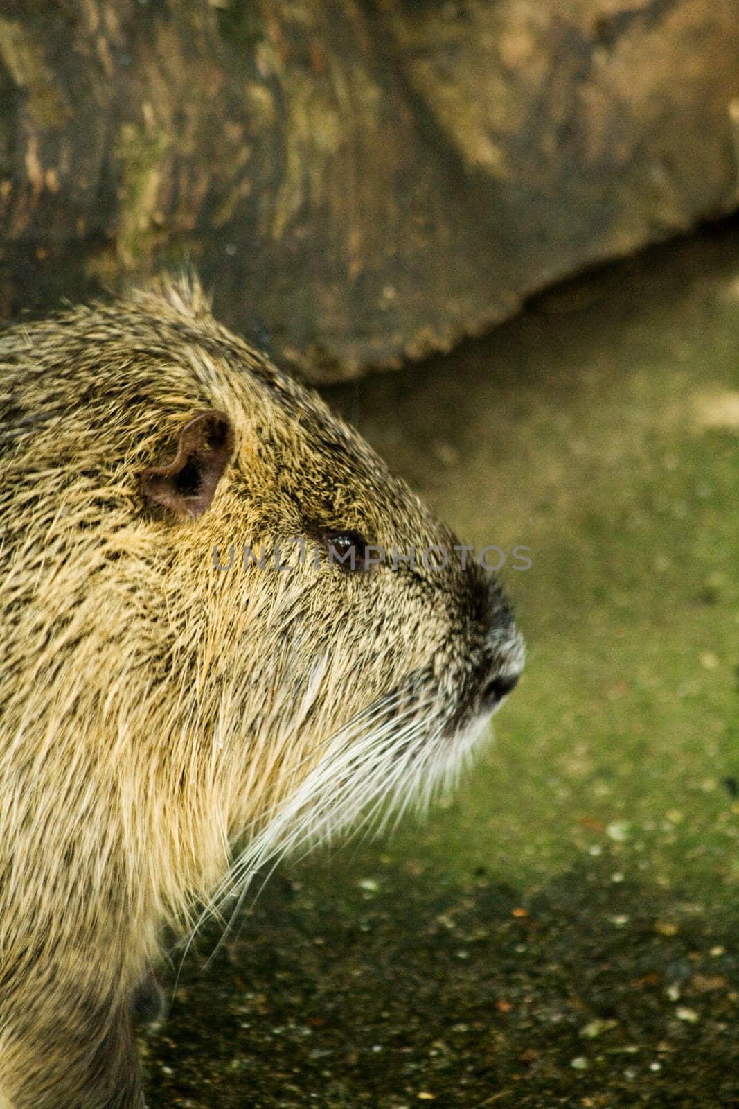Beaver