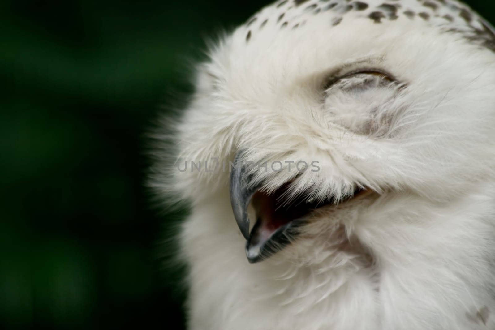 Snowy owl