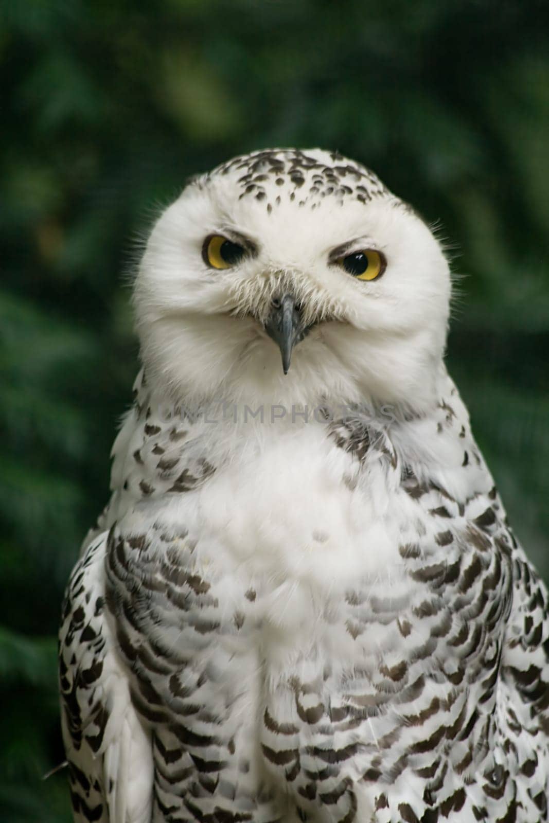 Snowy owl