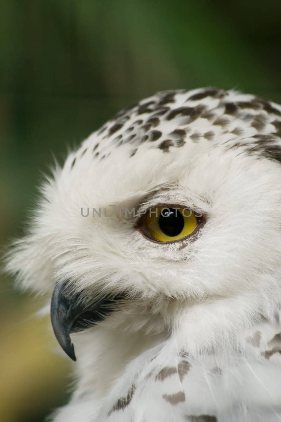 Snowy owl
