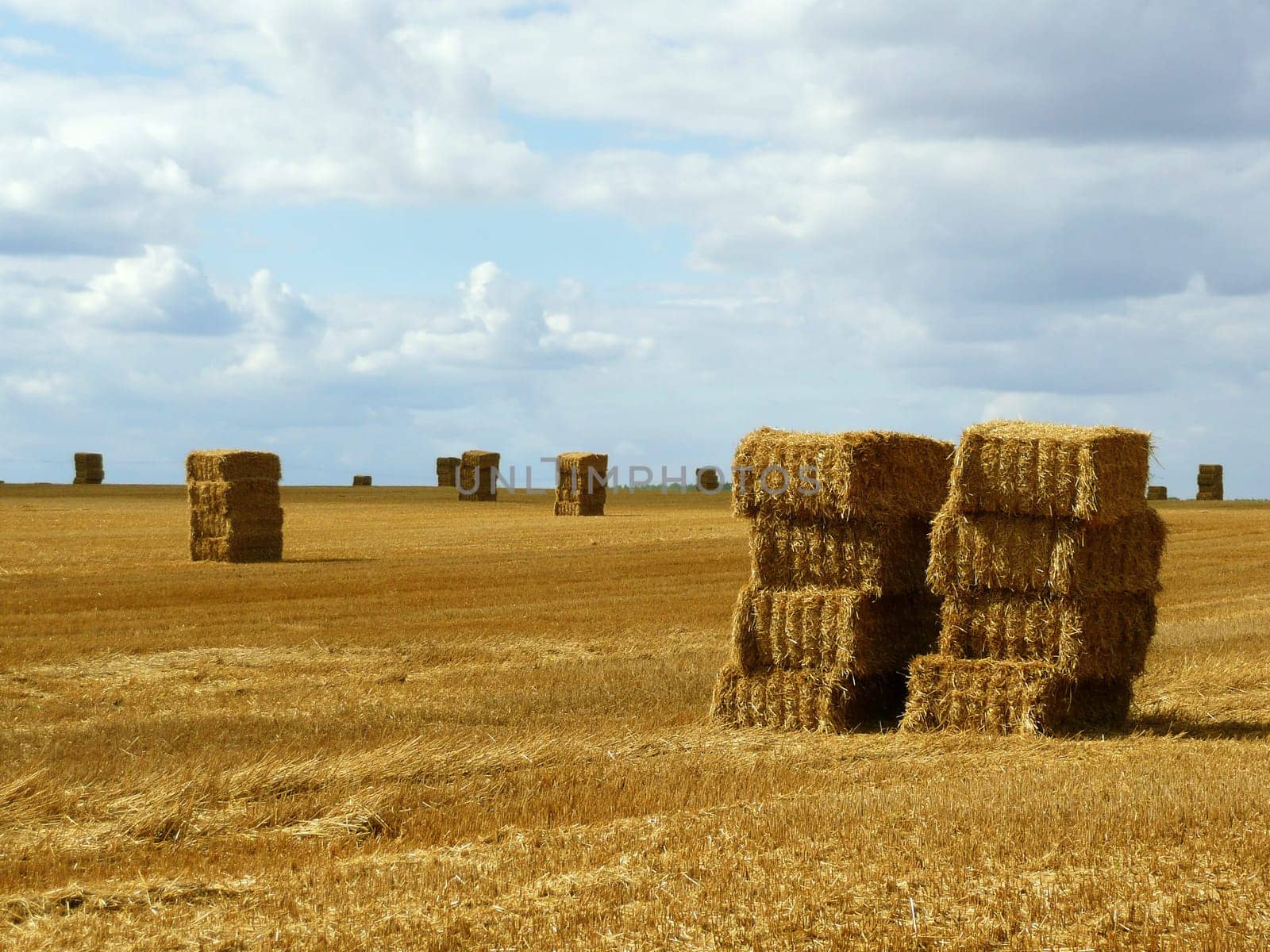 Hay