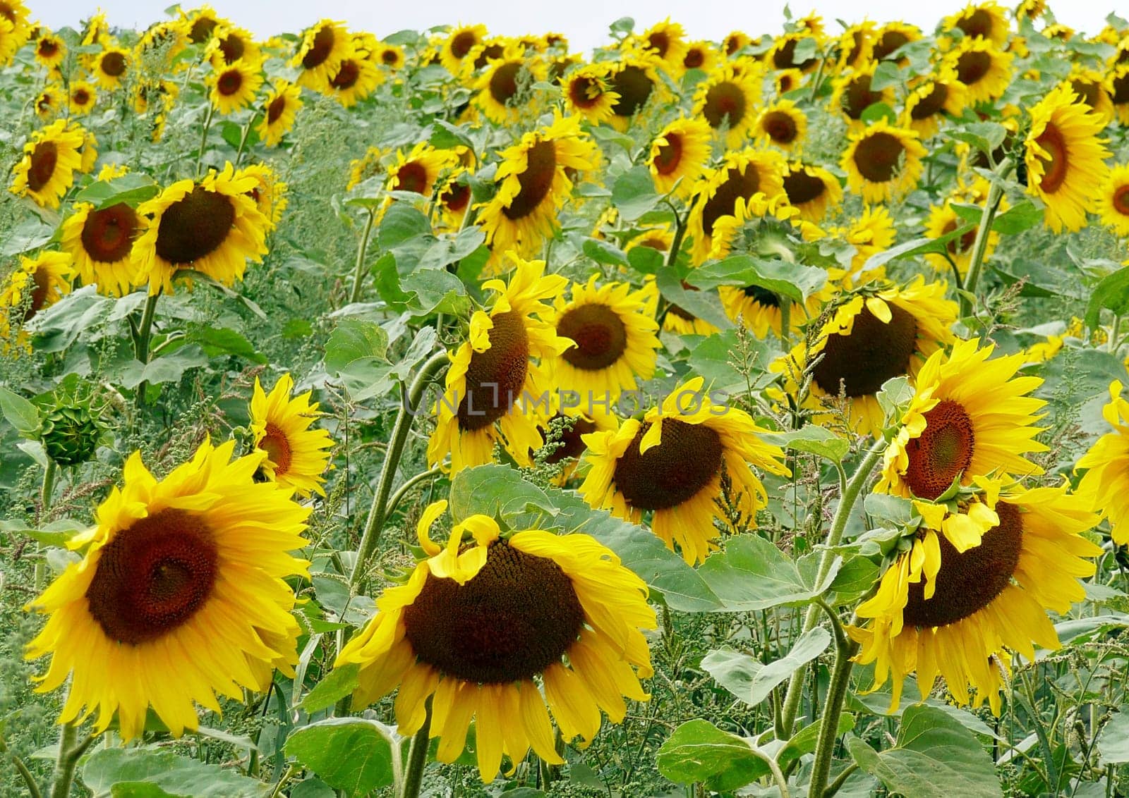 Sunflower Field