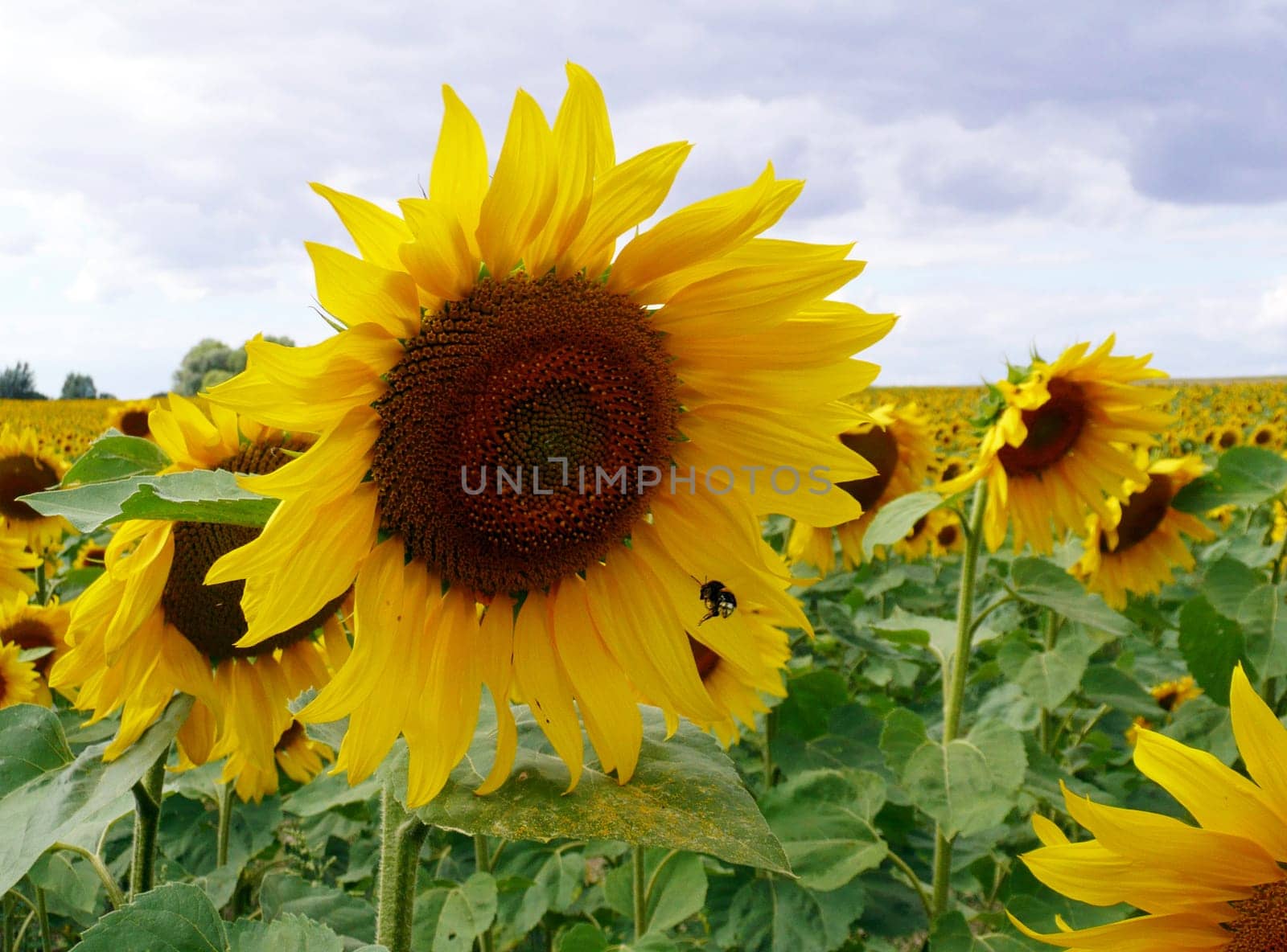 Visit