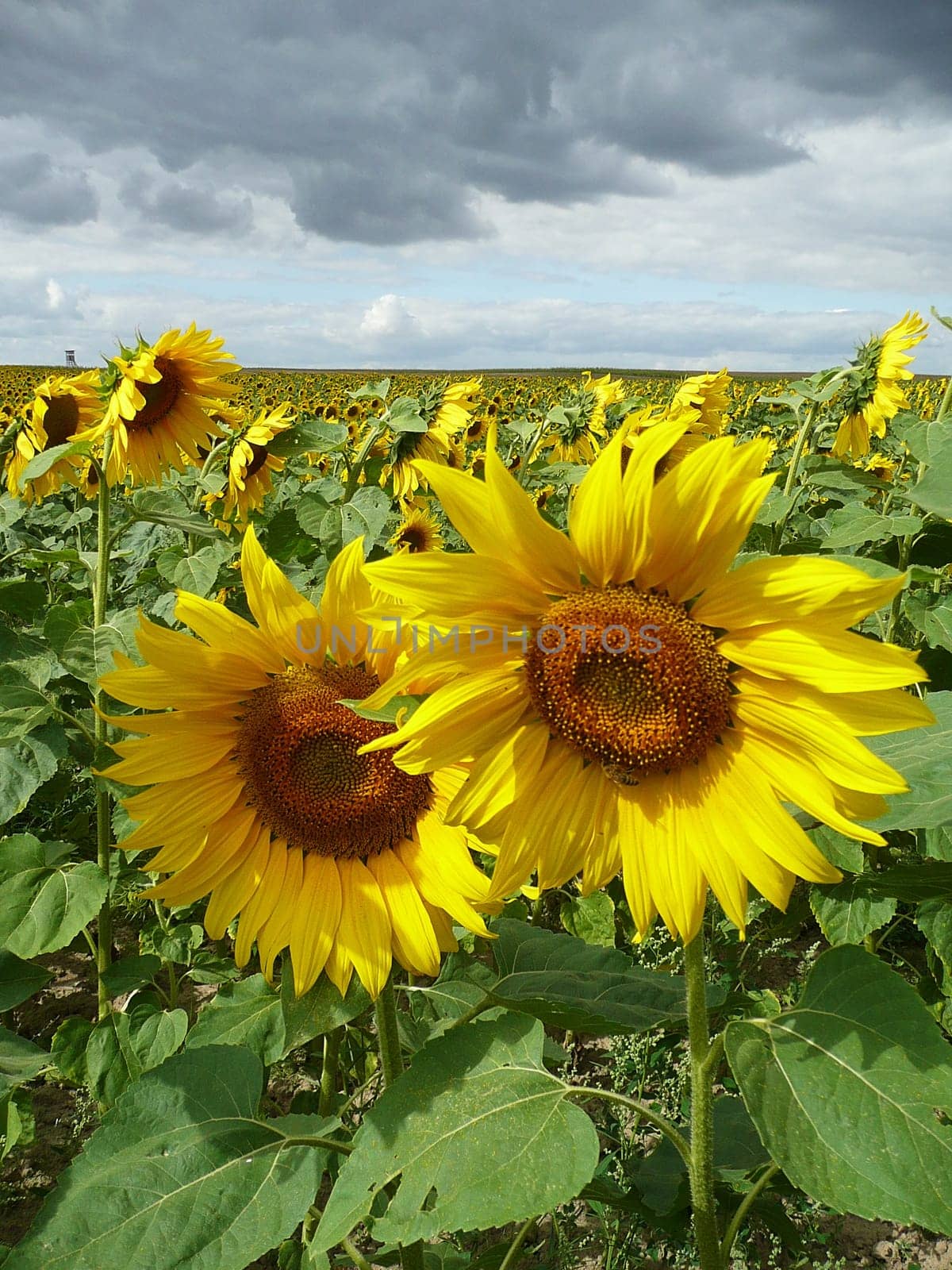 Sunflowers