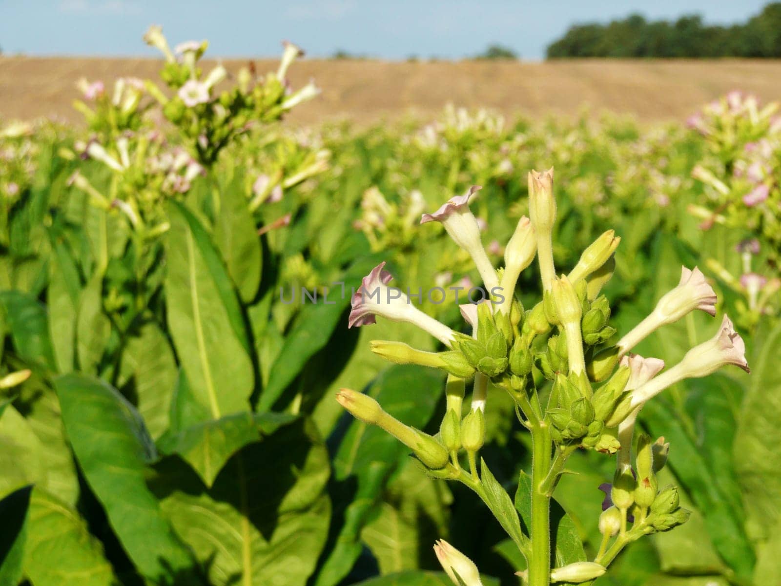 Tobacco