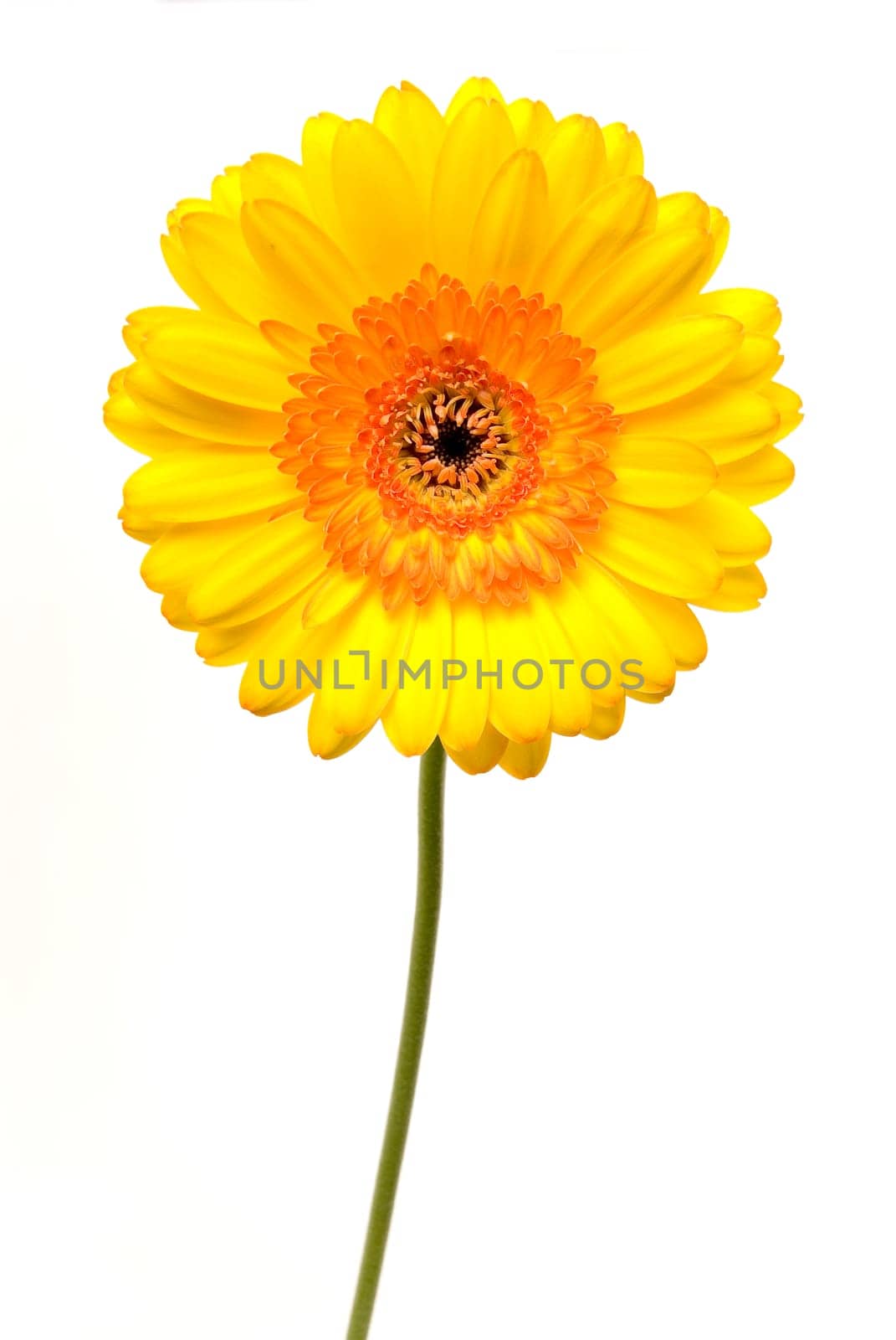 Gerbera