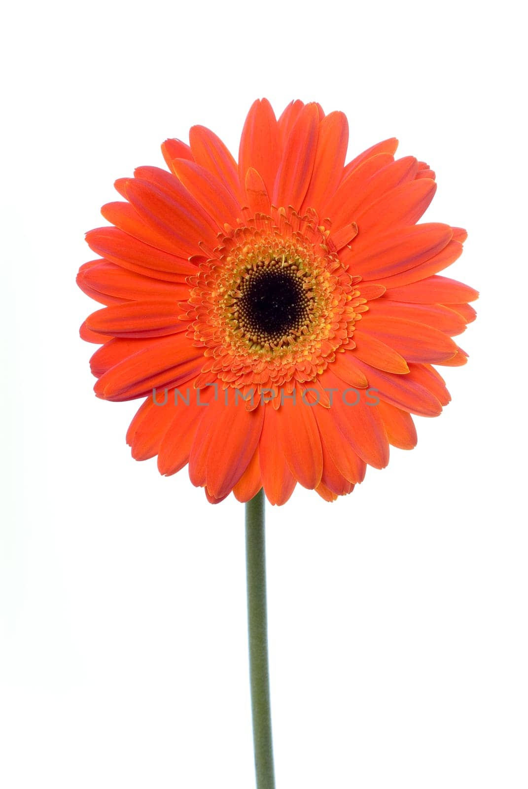 Gerbera