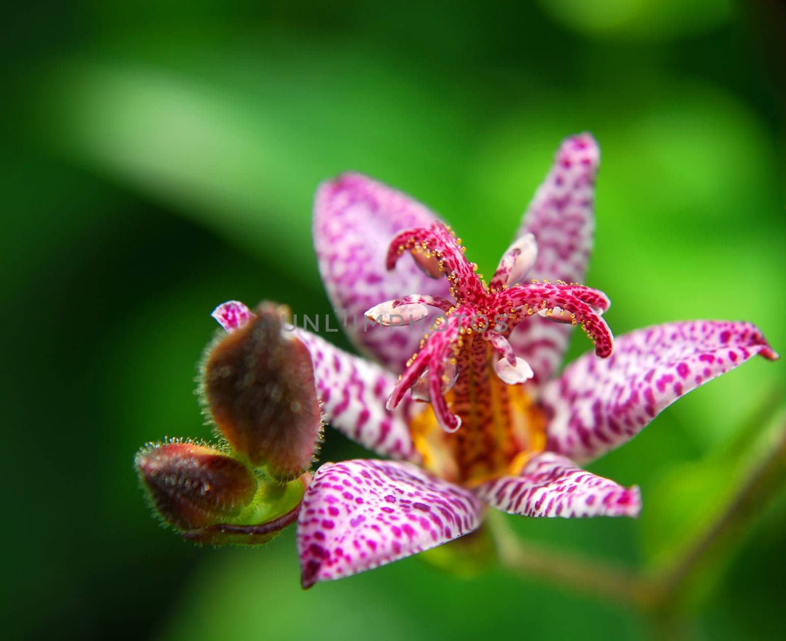delicately small and beautiful