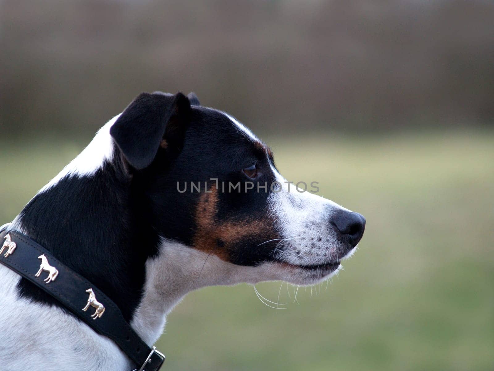 Jack Russel Terrier