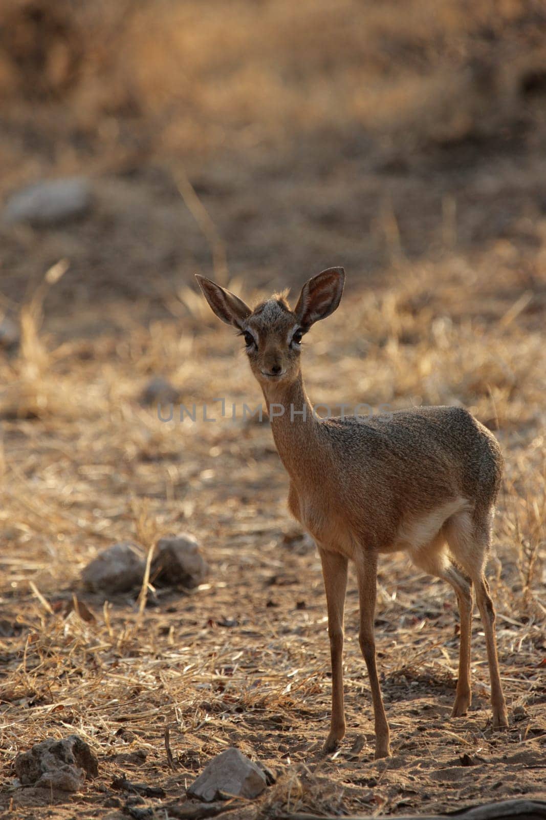 Damara Dikdik (Madoqua damarensis)