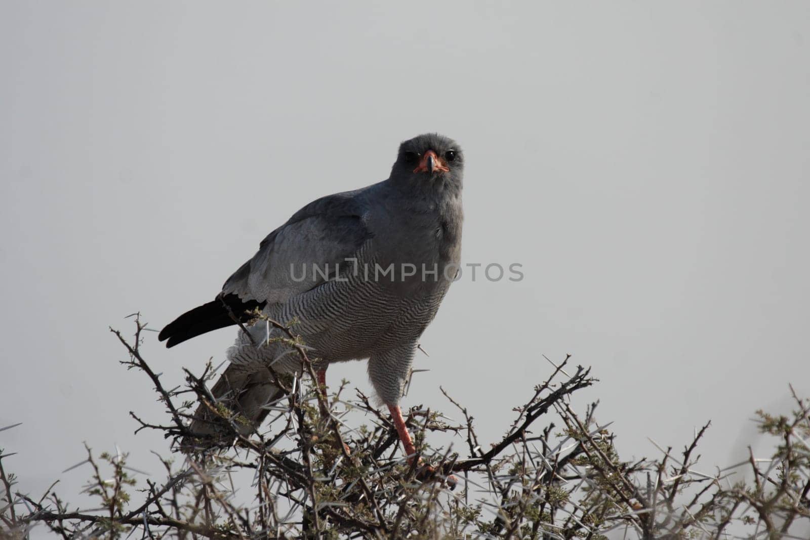 Grey-rumped Whooper Goshawk