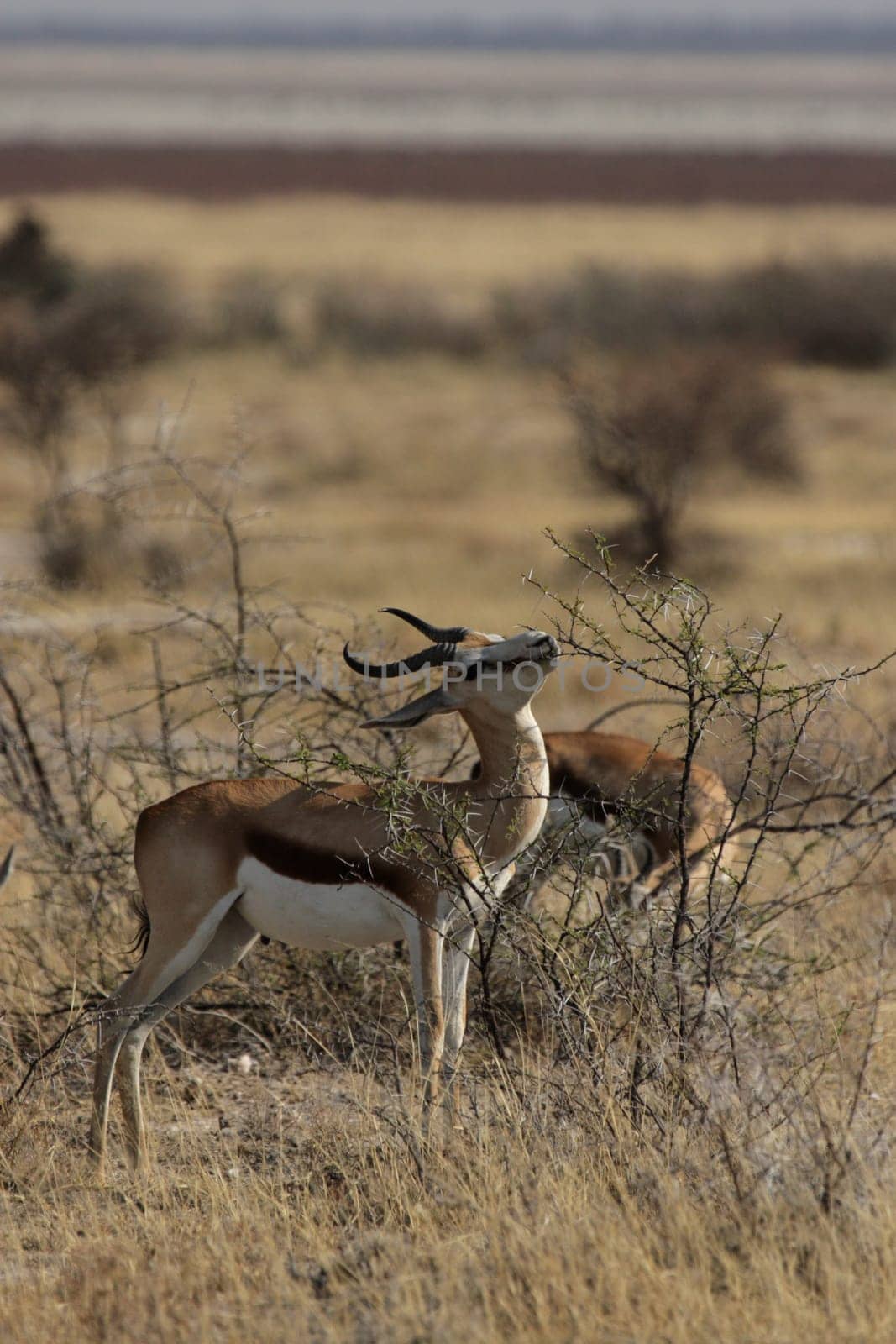 Springbok (Antidorcas marsupialis)