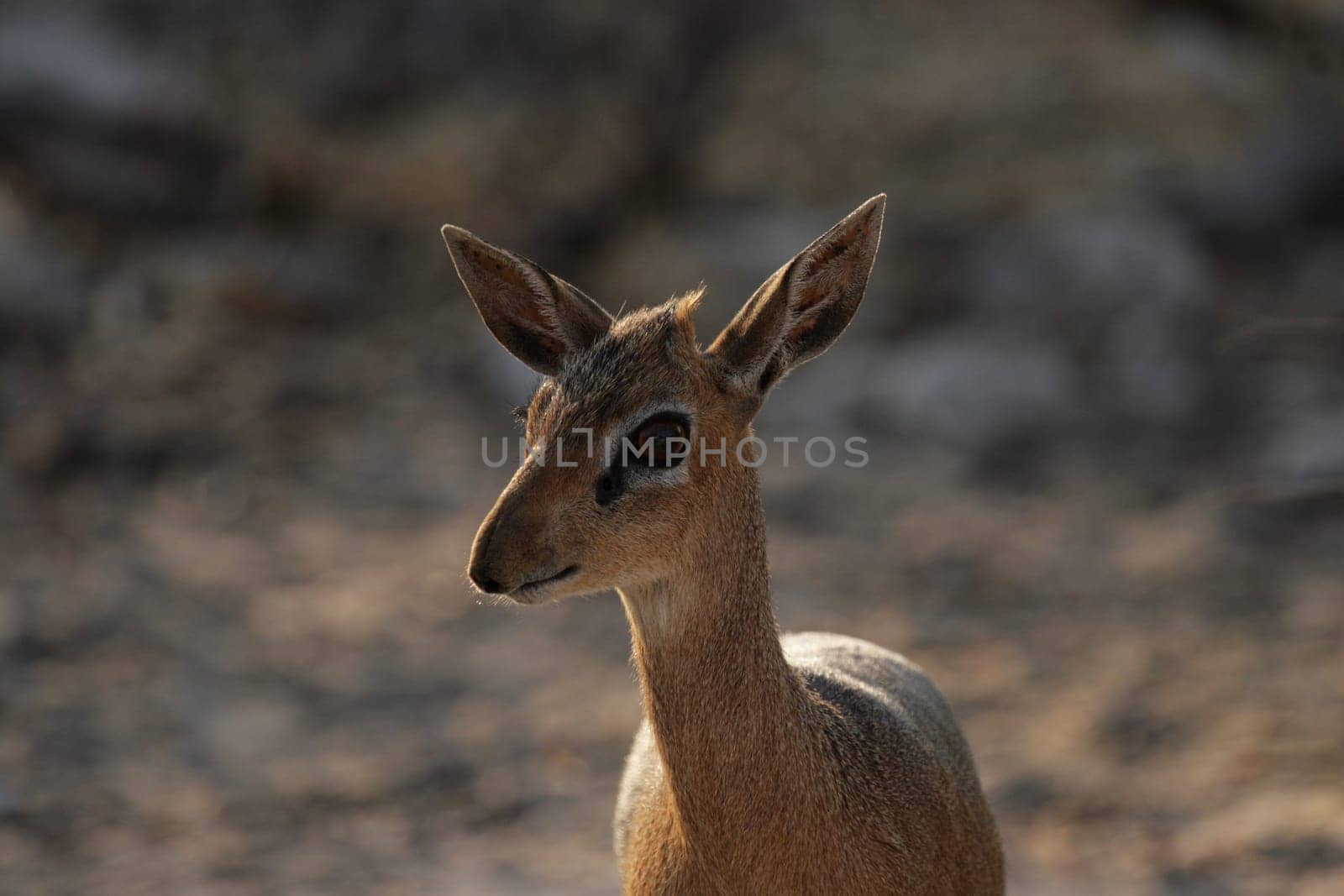 Damara Dikdik (Madoqua damarensis)