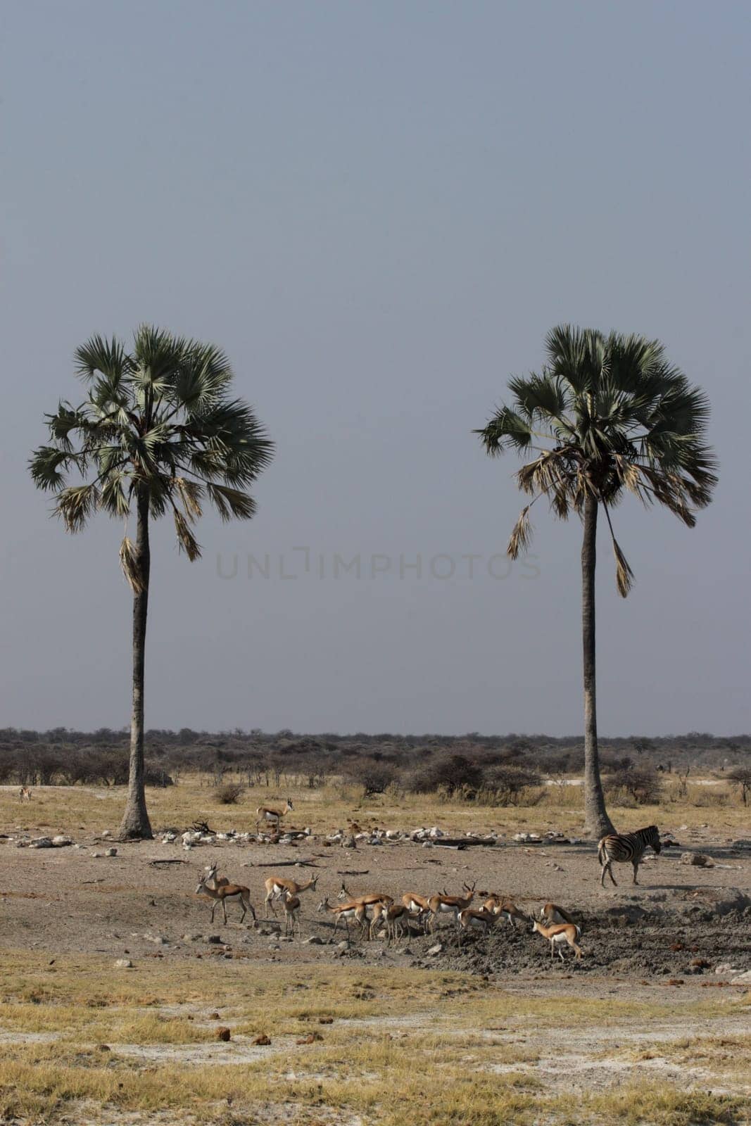 At the waterhole in Etosha National Park