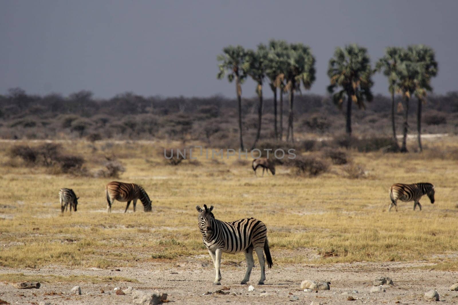 At the waterhole in Etosha National Park,Namibia
