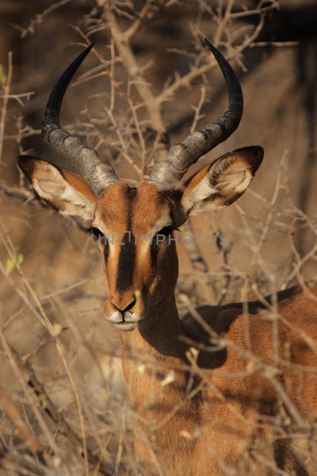 Portrait of a black-nosed impala (Aepyceros melampus petersi) in Etosha National Park,Namibia