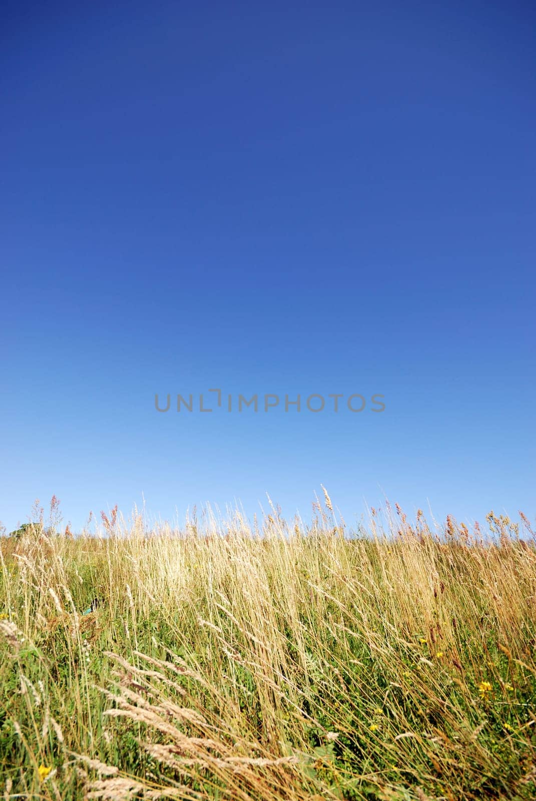 Summer day