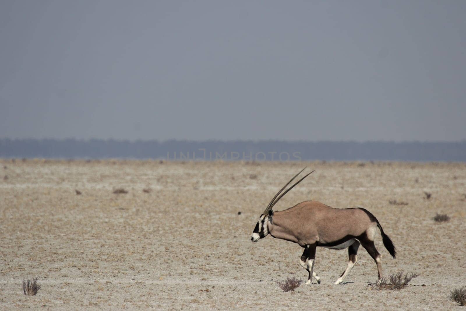 Oryx antelope (Oryx gazella)