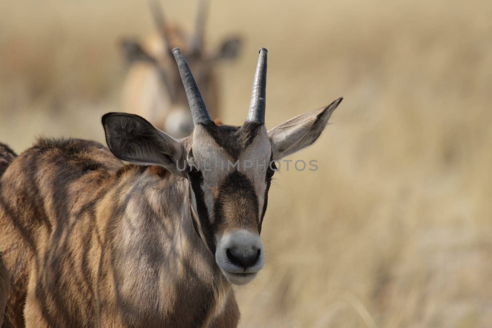 Young Oryx Antelope (Oryx gazella)