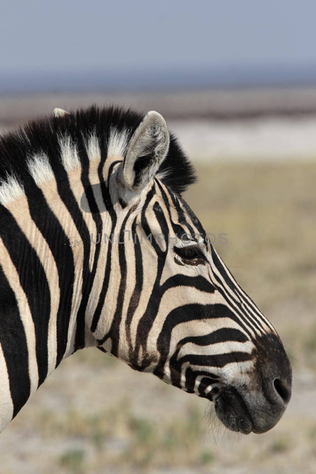 Portrait of a plains zebra