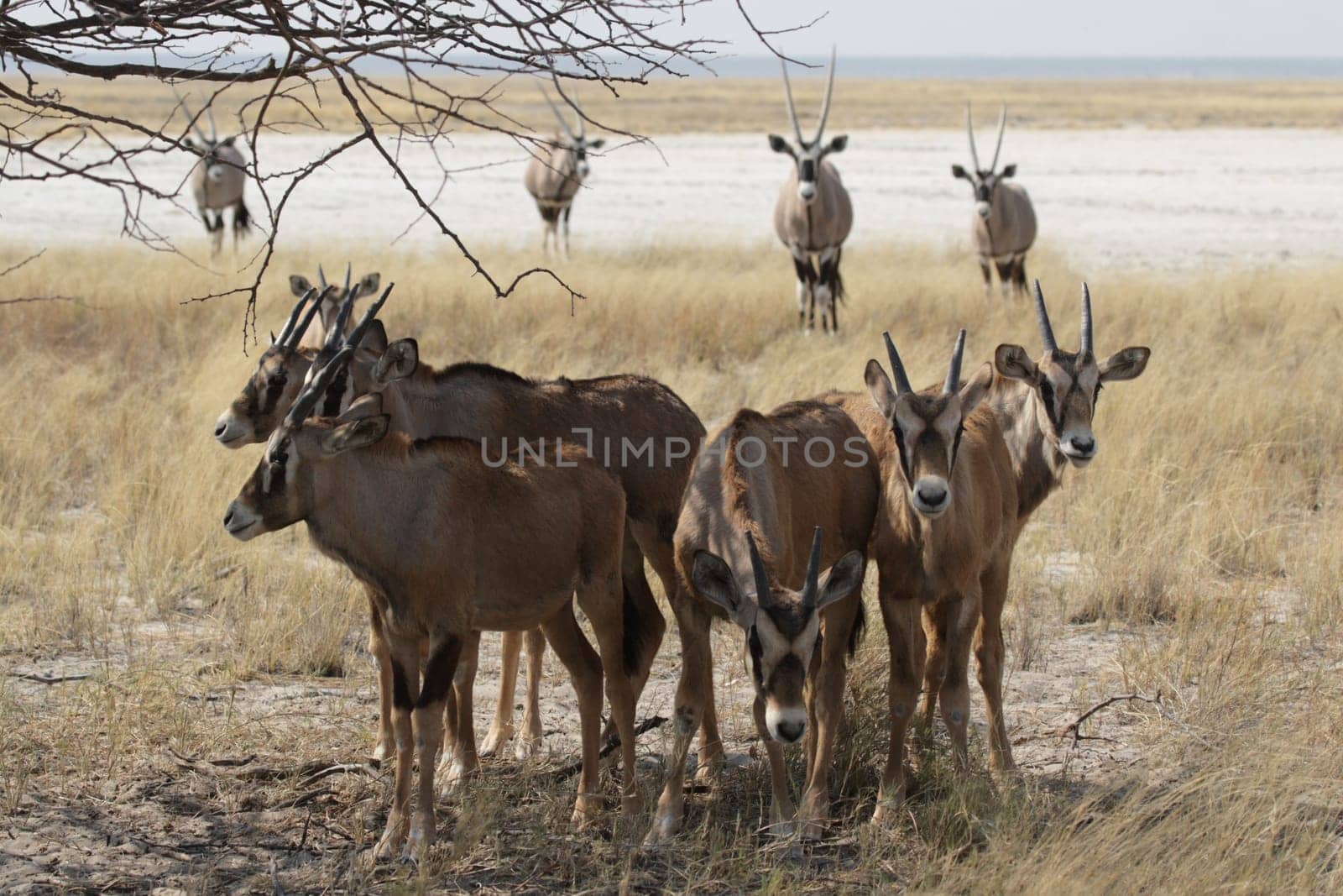 Oryx antelope (Oryx gazella)