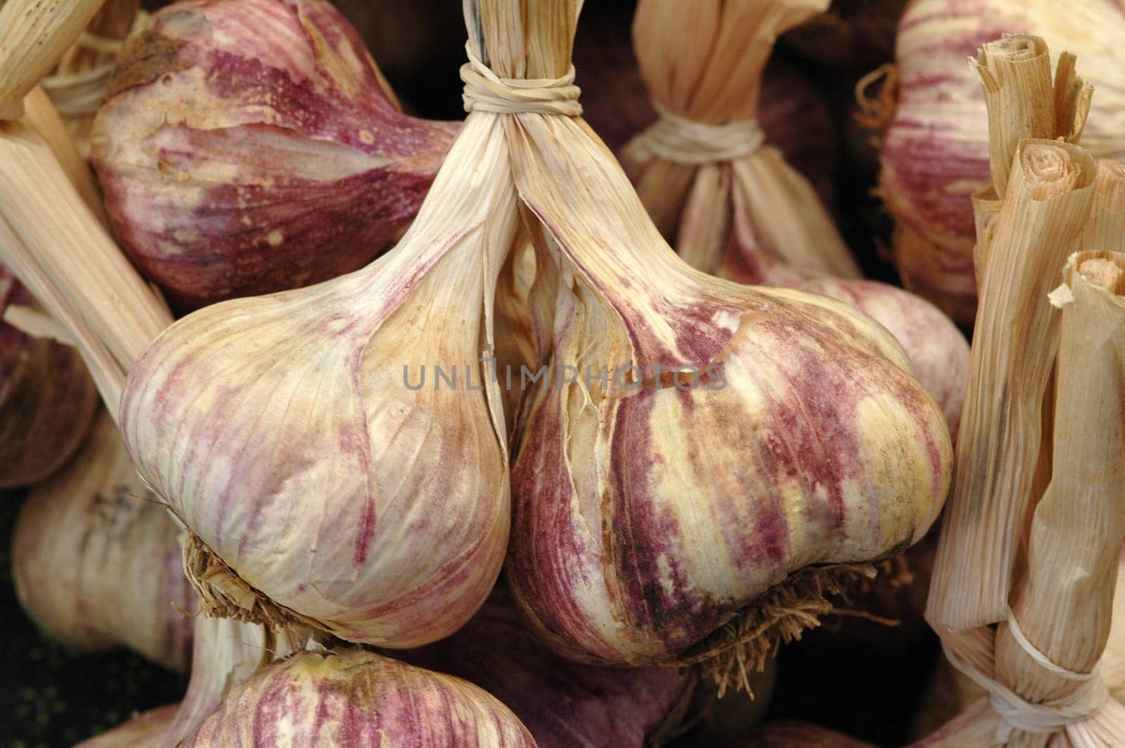Garlic