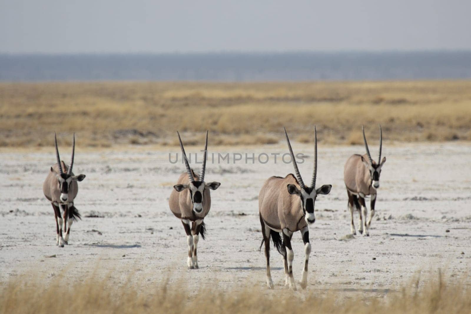 Oryx antelope (Oryx gazella)