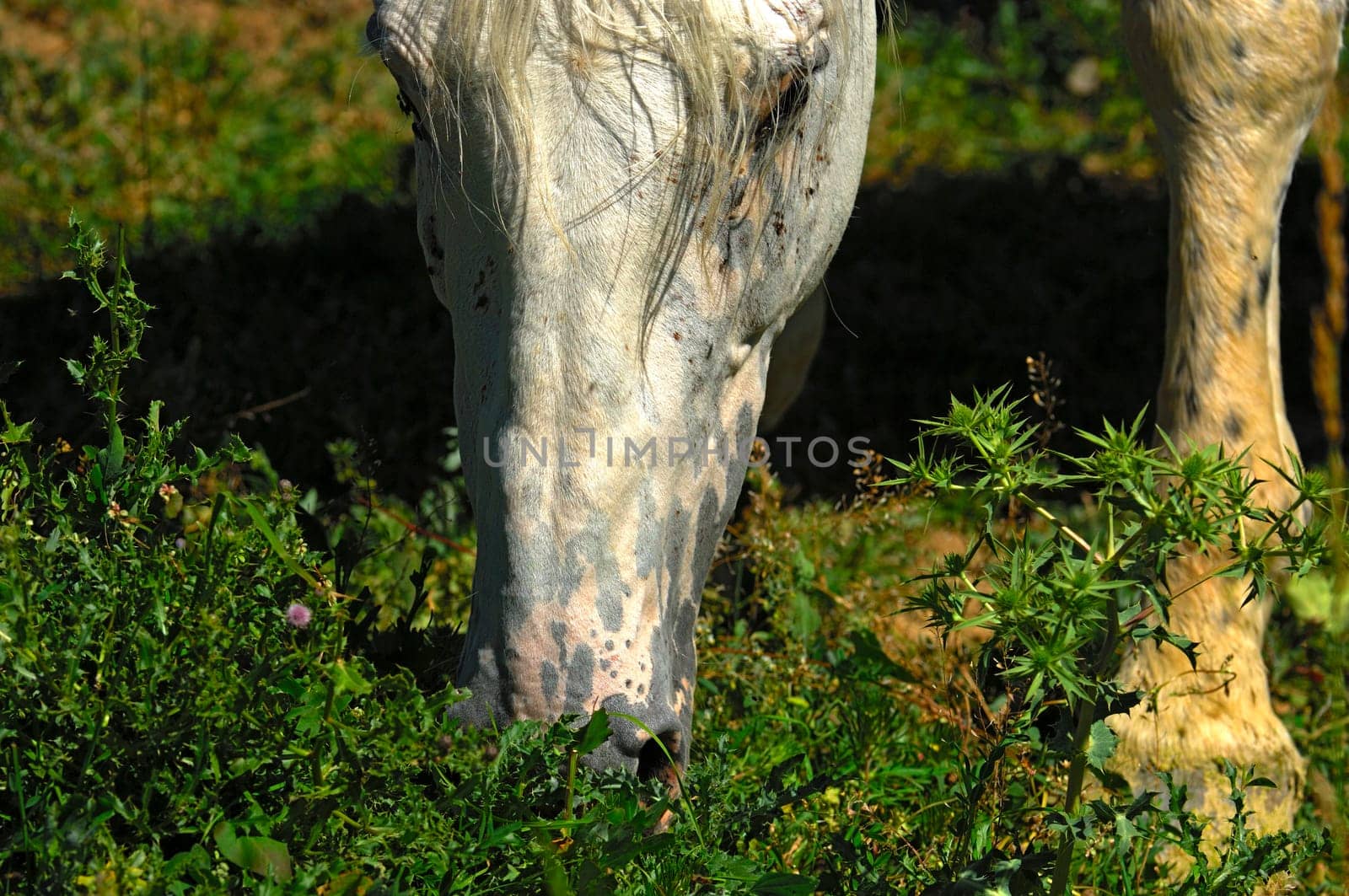 Grazing Mold