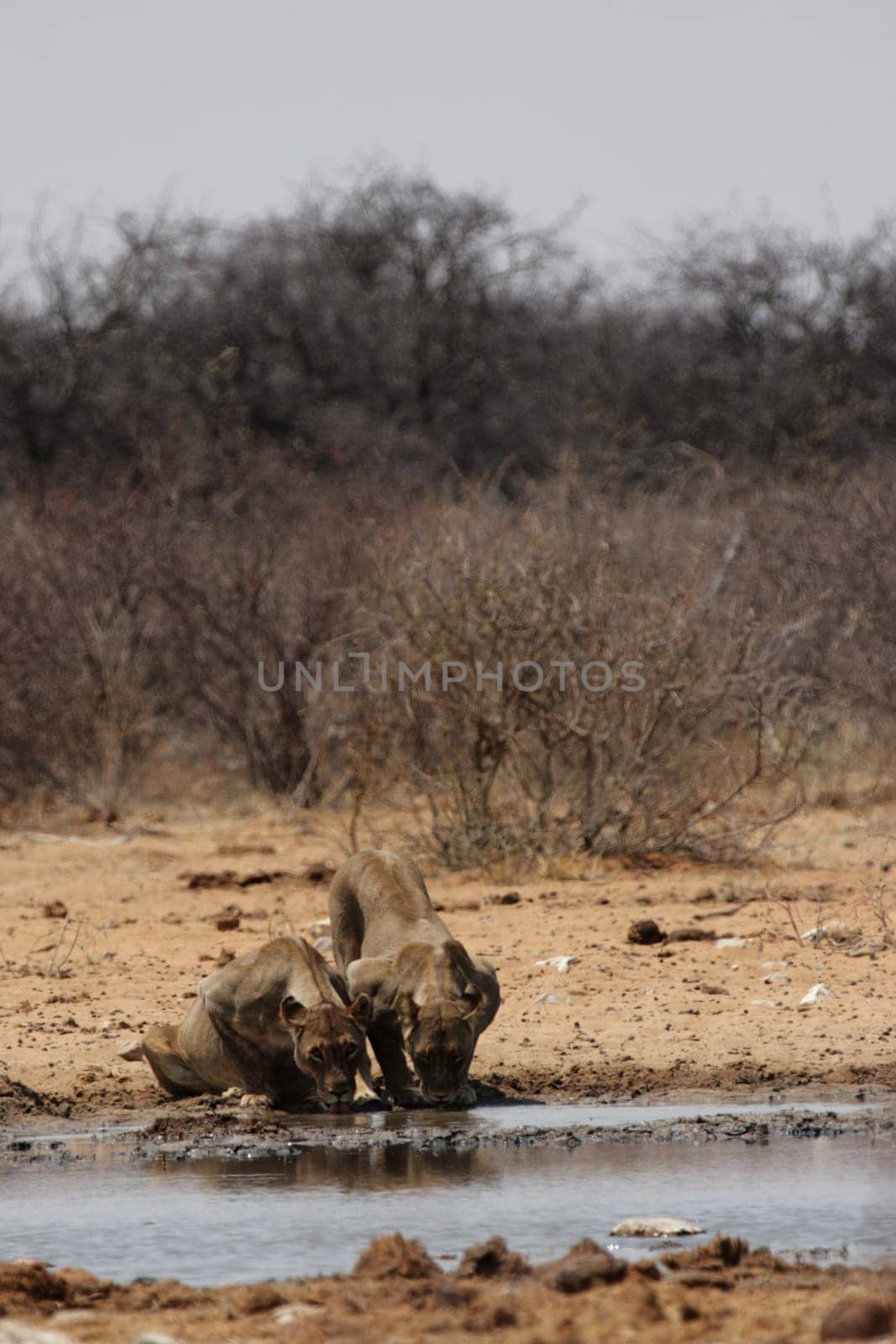 Two lionesses at the waterhole