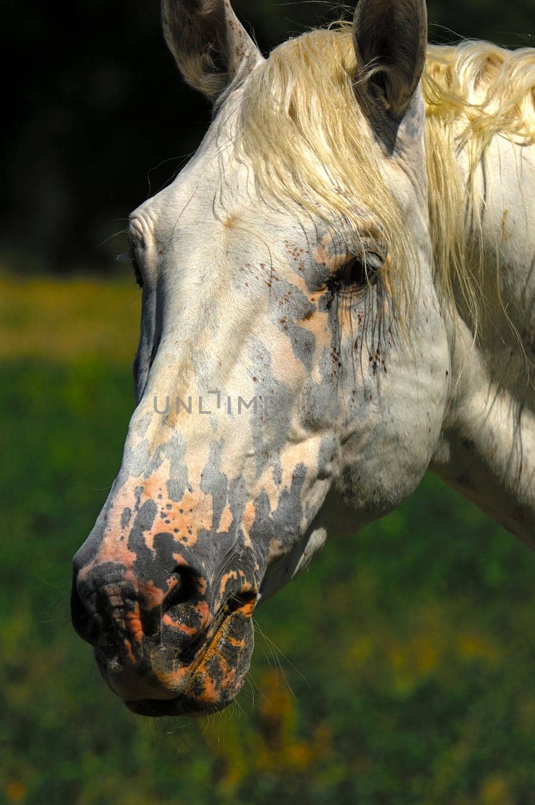 Portrait of a white horse