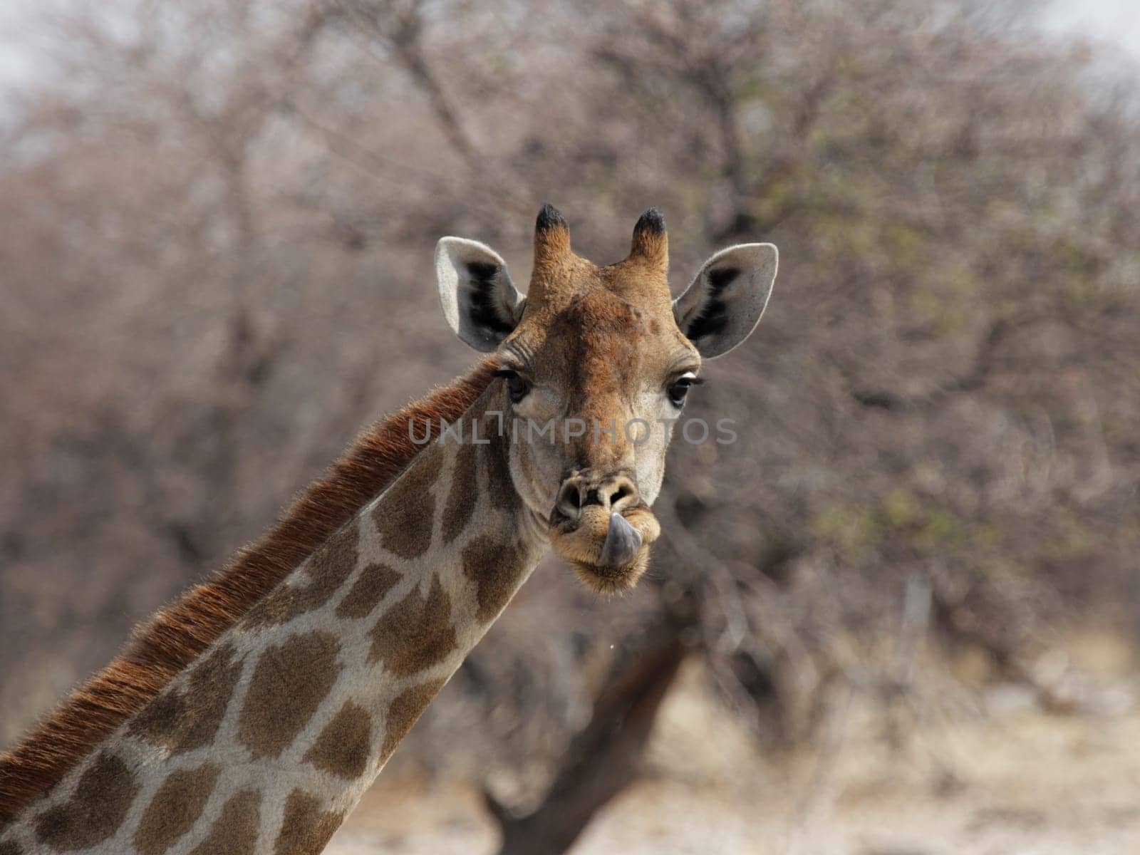 Giraffe looks curiously into the camera  Etosha National Park,Namibia