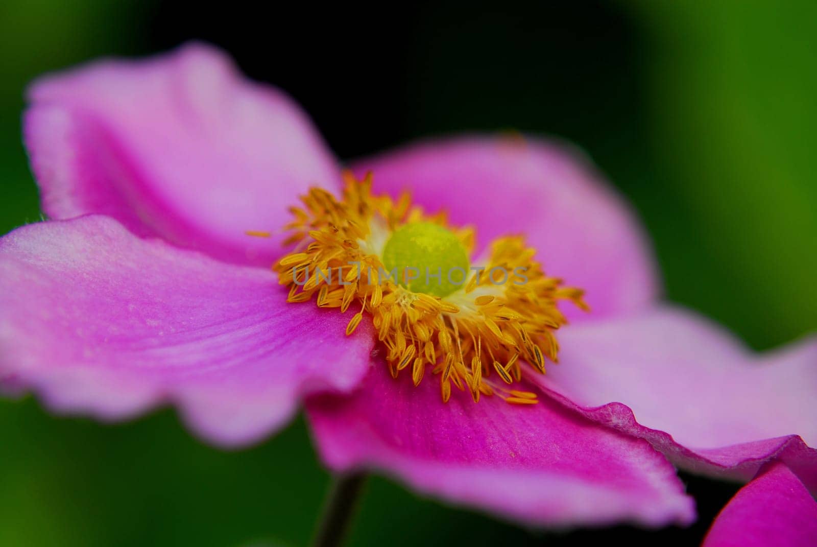Sunrose