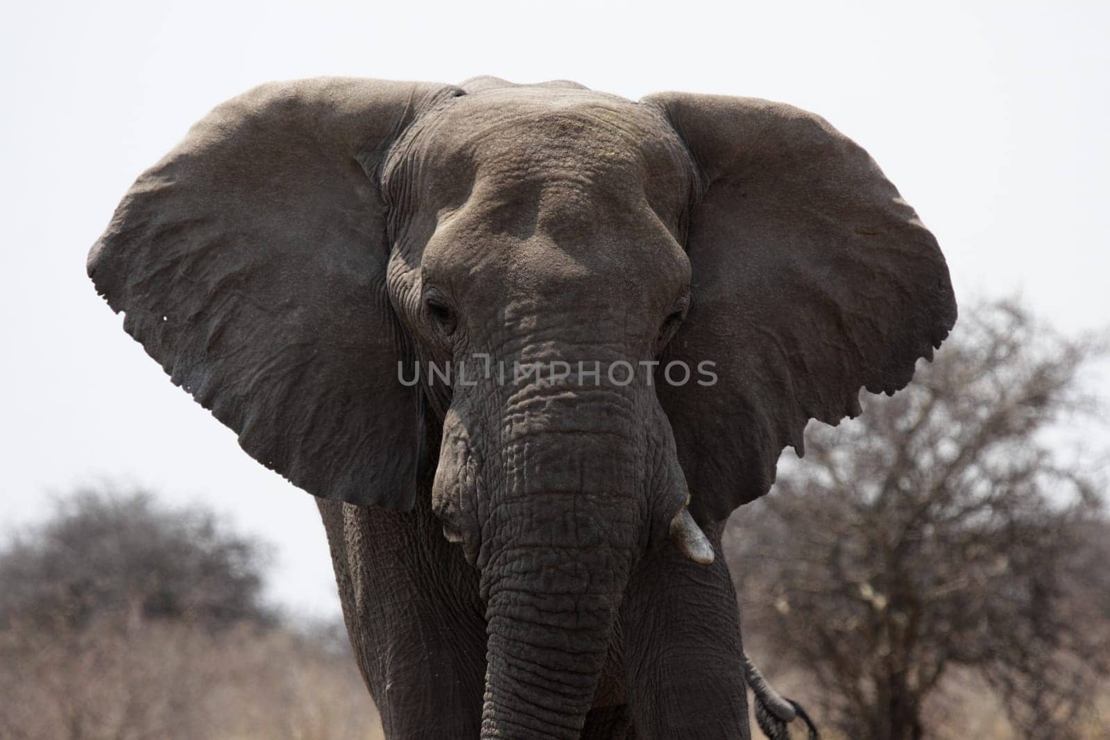 Elephant in Etosha National Park