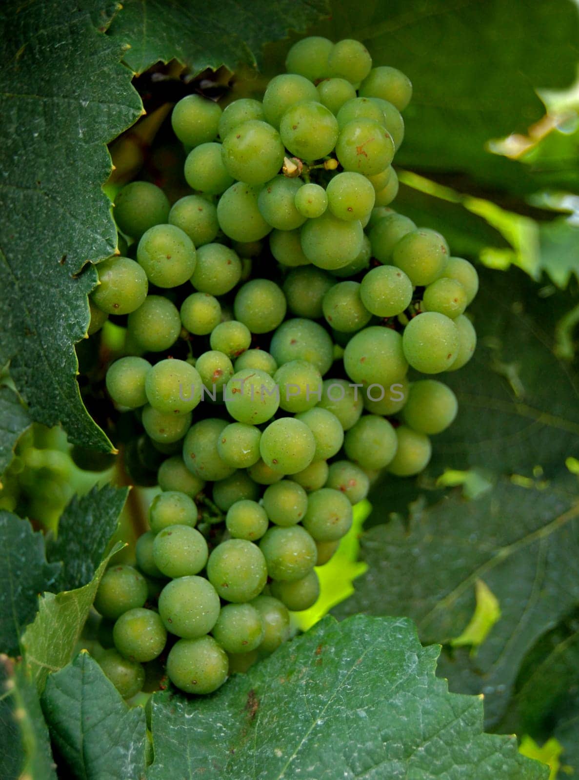 Grapes