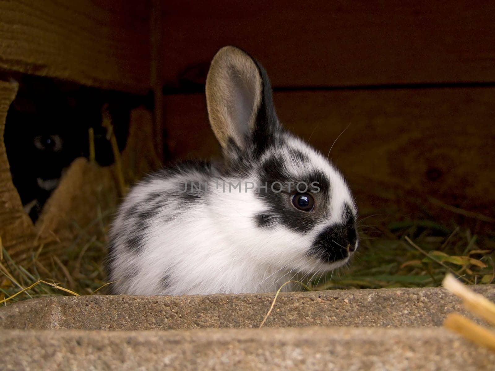 Young bunny in rabbit hutch