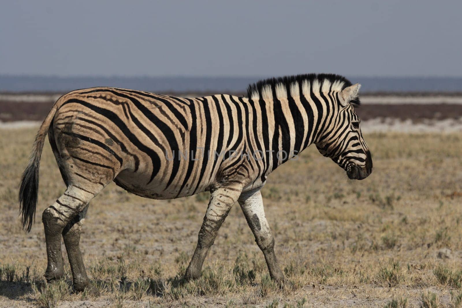 Steppe zebra (Equus quagga)