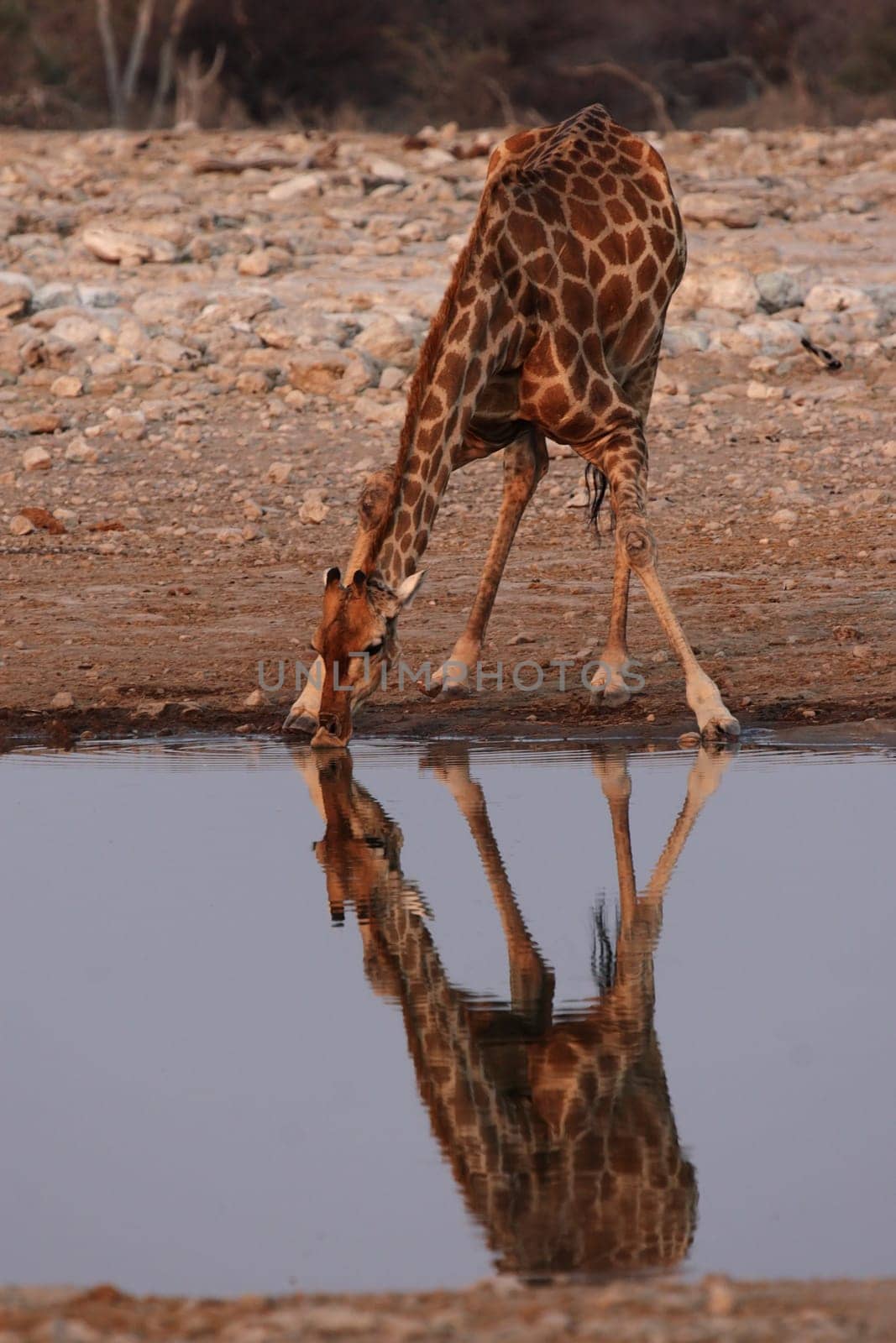 Drinking giraffe in Etosha National Park