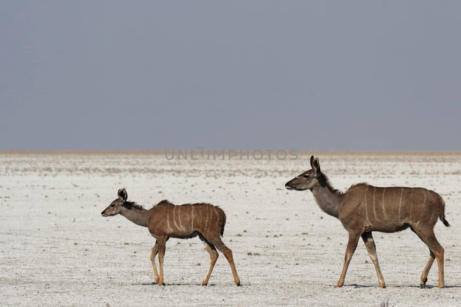A kudu mother with cub
