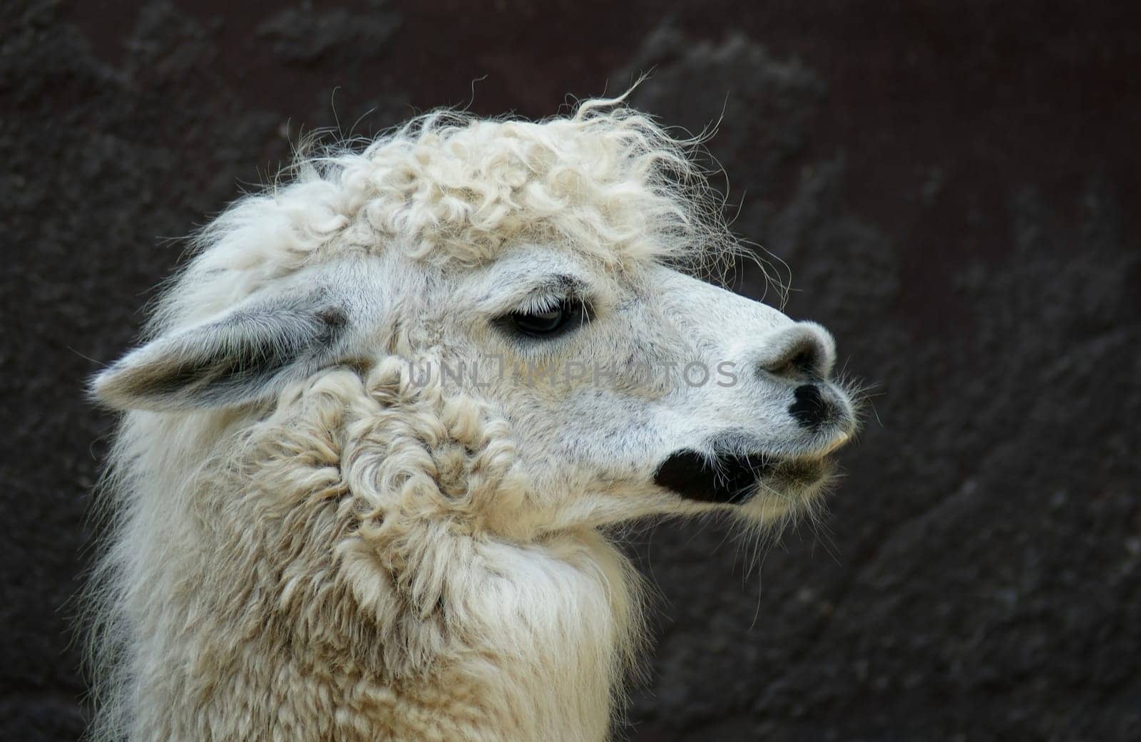 Proud Alpaca